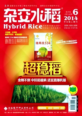 杂交水稻